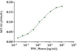 TPO, Mouse stimulates  cell proliferation of MO7e cells. (Thrombopoietin Protein (THPO) (AA 22-356))