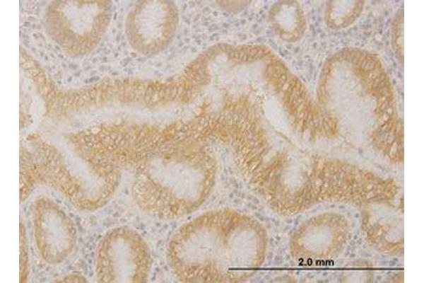PCDHA10 antibody  (AA 182-291)