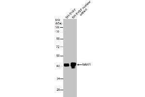 WB Image SH-SY5Y whole cell and nuclear extracts (30 μg) were separated by 10% SDS-PAGE, and the membrane was blotted with Islet 1 antibody , diluted at 1:10000. (ISL1 antibody)