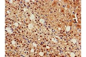 Immunohistochemistry of paraffin-embedded human adrenal gland tissue using ABIN7157120 at dilution of 1:100 (IDH1 antibody  (AA 1-240))