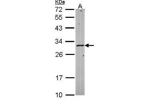 WB Image Sample (30 ug of whole cell lysate) A: Hela 12% SDS PAGE antibody diluted at 1:1000 (HLA-DMA antibody)