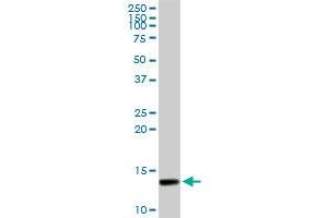 SYCN MaxPab rabbit polyclonal antibody. (SYCN antibody  (AA 1-134))