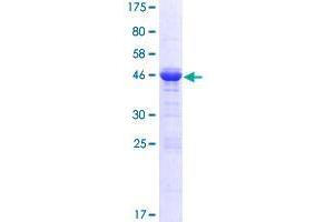 GPSM1 Protein (AA 1-166) (GST tag)
