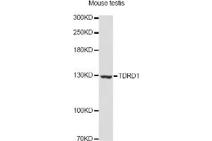 Western blot analysis of extracts of mouse testis, using TDRD1 Antibody.