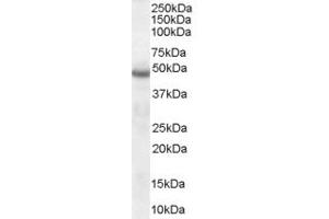 Neuroserpin antibody  (C-Term)