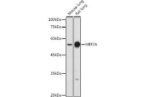 Western blot analysis of extracts of various cell lines, using MEF2A antibody (ABIN6134843, ABIN6143710, ABIN6143713 and ABIN6215627) at 1:500 dilution. (MEF2A antibody  (AA 1-100))