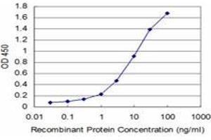 Detection limit for recombinant GST tagged PCNA is approximately 0. (PCNA antibody  (AA 78-177))