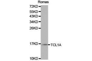 Western Blotting (WB) image for anti-T-Cell Leukemia/lymphoma 1A (TCL1A) antibody (ABIN1875043) (TCL1A antibody)