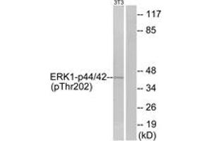 Western blot analysis of extracts from NIH-3T3 cells treated with IFN 2500U/ml 30', using p44/42 MAP Kinase (Phospho-Thr202) Antibody. (ERK1/2 antibody  (pThr202))