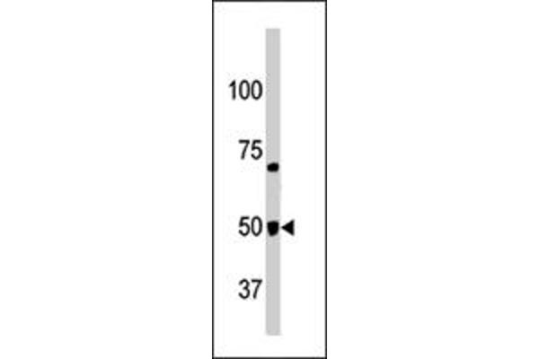 GPR37 抗体  (N-Term)