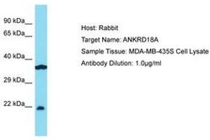 Image no. 1 for anti-Ankyrin Repeat Domain 18A (ANKRD18A) (AA 294-343) antibody (ABIN6750782)