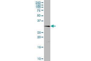 TMEM27 MaxPab polyclonal antibody. (TMEM27 antibody  (AA 1-222))