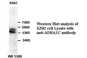 Image no. 1 for anti-Adrenoceptor alpha 1A (ADRA1A) antibody (ABIN791148) (alpha 1 Adrenergic Receptor antibody)