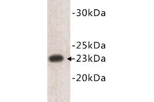 Western Blotting (WB) image for anti-CD3 epsilon (CD3E) (N-Term) antibody (ABIN1854857) (CD3 epsilon antibody  (N-Term))
