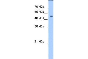 WB Suggested Anti-DPYS Antibody Titration:  1. (DPYS antibody  (Middle Region))