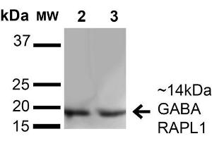 Western blot analysis of Human HeLa and 293Trap cell lysates showing detection of 14 kDa GABARAPL1 protein using Rabbit Anti-GABARAPL1 Polyclonal Antibody .