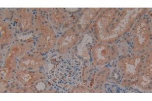 Detection of GYPA in Human Kidney Tissue using Polyclonal Antibody to Glycophorin A (GYPA) (CD235a/GYPA antibody  (AA 20-91))