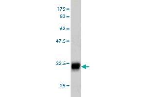 Western Blot detection against Immunogen (32. (LMO3 antibody  (AA 91-146))