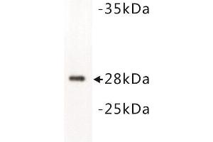 Western Blotting (WB) image for anti-14-3-3 alpha + beta (YWHAB) (C-Term) antibody (ABIN1854814) (YWHAB antibody  (C-Term))