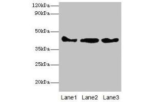 Western blot All lanes: Actb antibody at 2 μg/mL Lane 1: Mouse spleen tissue Lane 2: 293T whole cell lysate Lane 3: Hela whole cell lysate Secondary Goat polyclonal to rabbit IgG at 1/10000 dilution Predicted band size: 42 kDa Observed band size: 42 kDa (beta Actin antibody  (AA 11-375))
