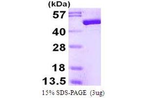 SDS-PAGE (SDS) image for Enolase 3 (Beta, Muscle) (ENO3) (AA 1-434) protein (His tag) (ABIN667969)