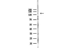 anti-beta-1,4-N-Acetyl-Galactosaminyl Transferase 3 (B4GALNT3) antibody