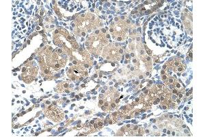 FBXL7 antibody was used for immunohistochemistry at a concentration of 4-8 ug/ml to stain Epithelial cells of renal tubule (arrows) in Human Kidney. (FBXL7 antibody  (N-Term))