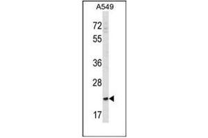 Western blot analysis of SLAMF9 Antibody (C-term) in A549 cell line lysates (35ug/lane).