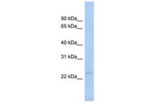 Image no. 1 for anti-N-Acetyltransferase 9 (NAT9) (N-Term) antibody (ABIN6743490) (NAT9 antibody  (N-Term))