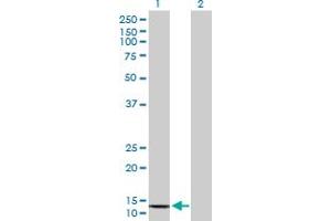 Western Blot analysis of COX6B2 expression in transfected 293T cell line by COX6B2 MaxPab polyclonal antibody. (COX6B2 antibody  (AA 1-88))