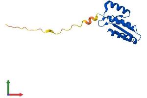 AlphaFold protein structure predicition of Human Recombinant PCBD2 Protein, UniprotID Q9H0N5 (PCBD2 Protein (AA 1-130) (His tag))
