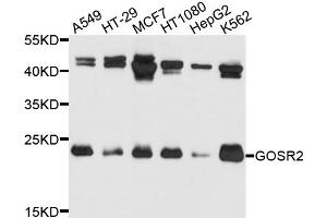 Western blot analysis of extracts of various cell lines, using GOSR2 antibody. (GOSR2 antibody)