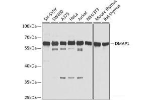 Western blot analysis of extracts of various cell lines using DMAP1 Polyclonal Antibody at dilution of 1:1000. (DMAP1 antibody)