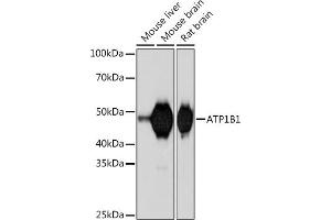 Western blot analysis of extracts of various cell lines, using B1 Rabbit mAb (ABIN7265772) at 1:1000 dilution. (ATP1B1 antibody)