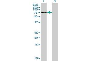 Western Blot analysis of OPTN expression in transfected 293T cell line by OPTN MaxPab polyclonal antibody. (OPTN antibody  (AA 1-577))