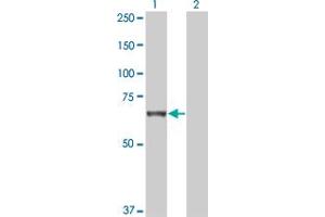 Western Blot analysis of TNIK expression in transfected 293T cell line by TNIK monoclonal antibody (M01), clone 2D2. (TNIK antibody  (AA 1-110))