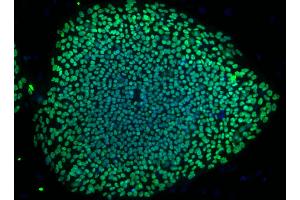 Immunofluorescent staining of Oct3/4 Isoform A in human embryonic stem (ES) cells. (OCT3/4A (Isoform A) antibody)