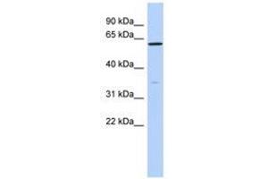 Image no. 1 for anti-Zinc Finger Protein 431 (ZNF431) (N-Term) antibody (ABIN6740627)