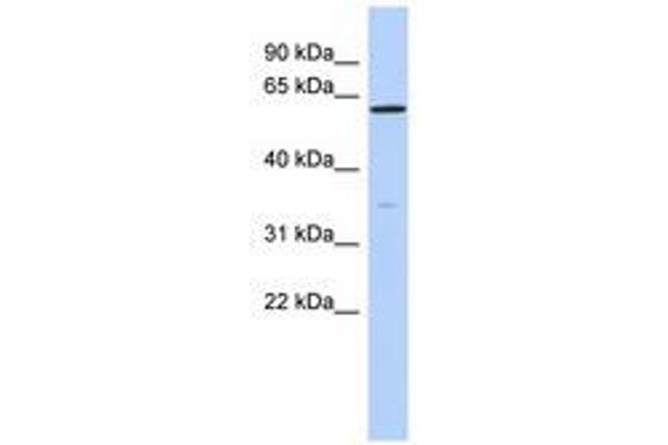 ZNF431 antibody  (N-Term)