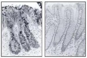 Immunohistochemistry (IHC) image for anti-alpha 3/4-Monofucosylated Polylactosaminoglycans antibody (ABIN492647) (alpha 3/4-Monofucosylated Polylactosaminoglycans antibody)