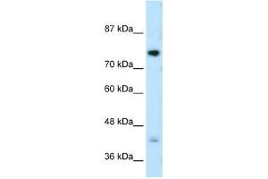 DCST1 antibody used at 0. (DCST1 antibody  (C-Term))