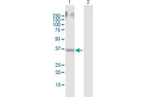 Western Blot analysis of MSI2 expression in transfected 293T cell line by MSI2 MaxPab polyclonal antibody. (MSI2 antibody  (AA 1-328))