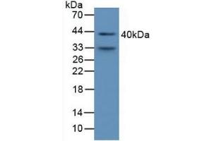 Detection of a1M in Mouse Serum using Polyclonal Antibody to Alpha-1-Microglobulin (a1M) (AMBP antibody  (AA 18-202))