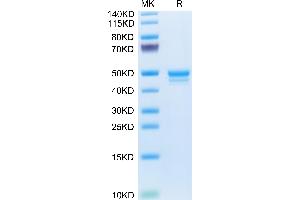 MCEMP1 Protein (AA 92-183) (Fc Tag)