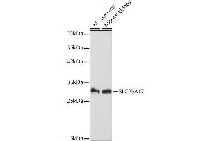Western blot analysis of extracts of various cell lines, using SLC25 Rabbit pAb (ABIN7270433) at 1:1000 dilution. (SLC25A17 antibody  (AA 150-250))
