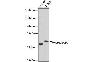 Western blot analysis of extracts of various cell lines using CHRNA10 Polyclonal Antibody at dilution of 1:1000. (CHRNA10 antibody)