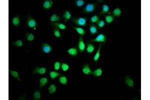 Immunofluorescence (IF) image for anti-SMAD, Mothers Against DPP Homolog 3 (SMAD3) (AA 1-230) antibody (ABIN7160232)