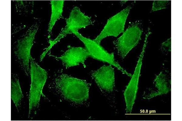 COMMD3 antibody  (AA 1-195)