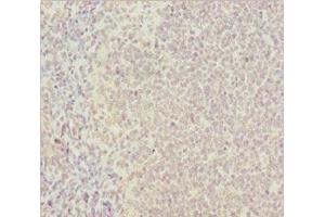 Immunohistochemistry of paraffin-embedded human tonsil tissue using ABIN7164772 at dilution of 1:100 (PSTPIP1 antibody  (AA 157-416))