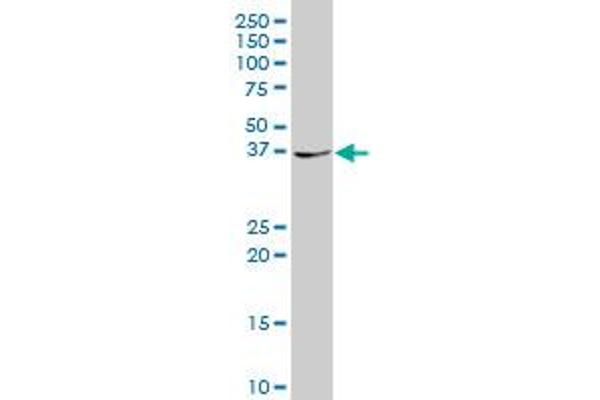 PBX4 antibody  (AA 319-374)